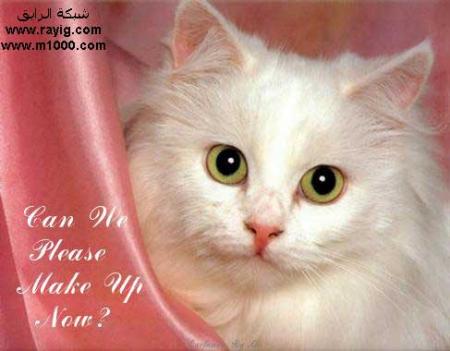 a cat